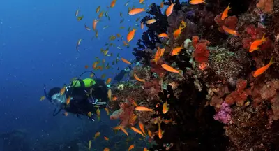 Diving Two Mile Reef