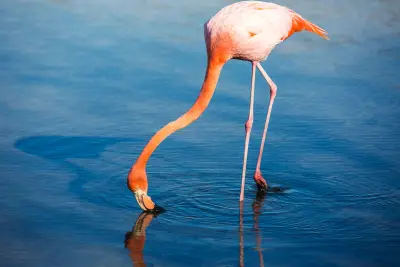 Flamingo