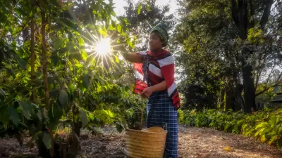 Coffee harvest on the estate