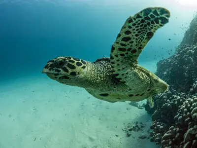 Green turtle on the reef