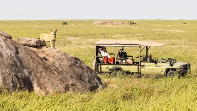 Lioness on a kopje beside the vehicle
