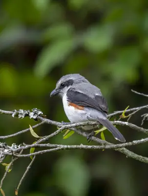 Fiscal shrike perched in the grounds