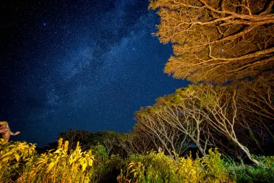 Milky Way above the rim forest