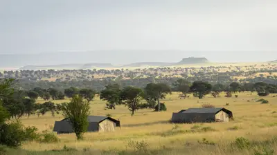 Mobile camp set among acacias