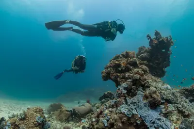 Divers drifting over coral bommies