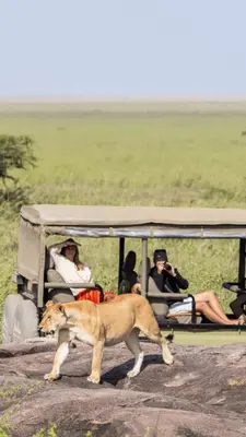Close lion sighting on a game drive