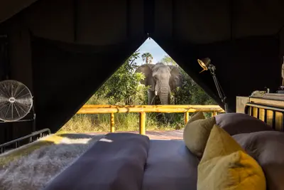 Elephant framed by the tent doorway
