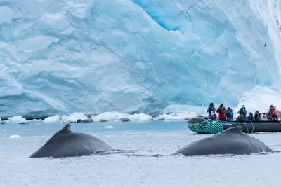 Humpback whales beside a Zodiac, Paradise Bay