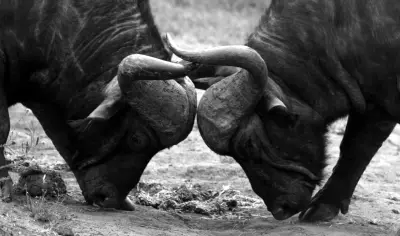 Buffalo bulls sparring