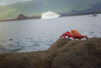 Island Exploration