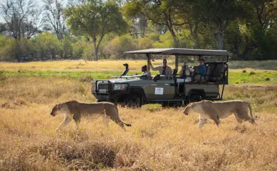 Lions crossing in front of a vehicle