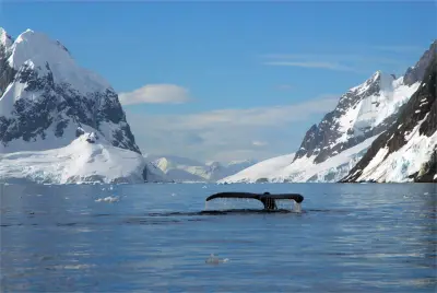 Humpback whale fluke in an Antarctic channel