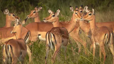 Impala herd in the long grass
