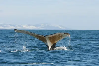 Humpback whale fluke