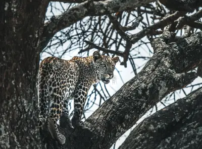 Leopard in an acacia