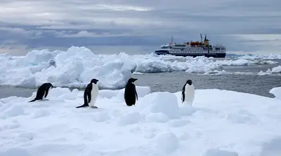 Adélie penguins on the ice, Ocean Nova behind
