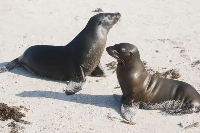 Sealions