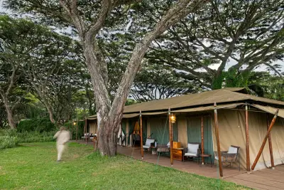 Tent tucked under giant trees on the crater rim
