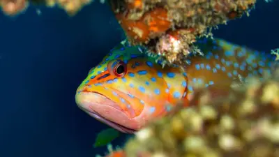 Coral grouper close-up