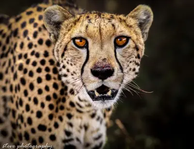 Cheetah up close