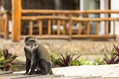 Sykes monkey visiting the terrace