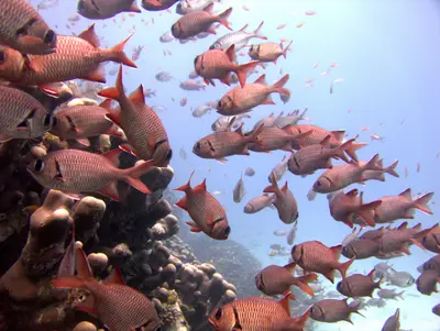 Soldierfish swarming a coral head