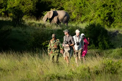 On foot with an elephant in the green season