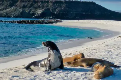 Sealions