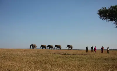Walking safari with an elephant herd on the horizon
