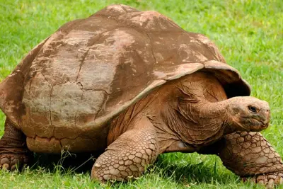 Giant Tortoise