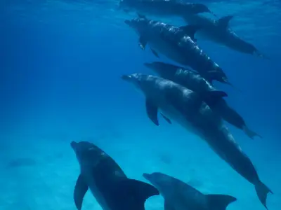 Bottlenose dolphins at Mnemba