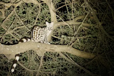 Genet spotted at night in camp