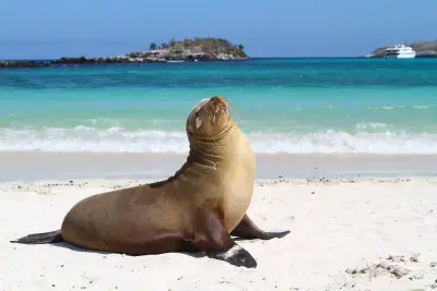 Sealions