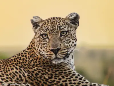 Leopard portrait