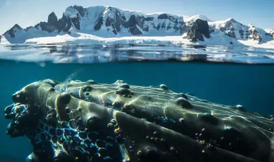Humpback whale beneath the surface