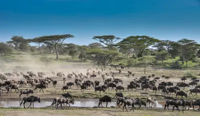 Wildebeest migration crossing near Ndutu