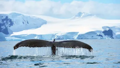 Humpback whale fluke, Antarctica