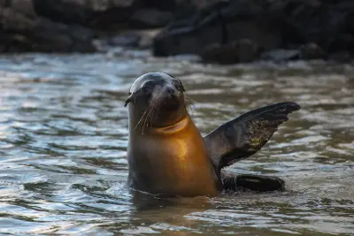 Sealions