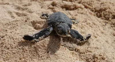 Turtle hatchling heading for the sea