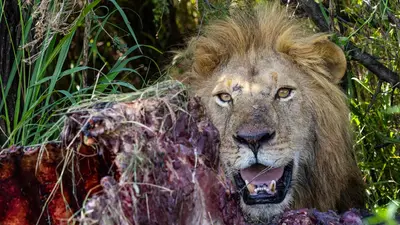 Lion with a fresh kill