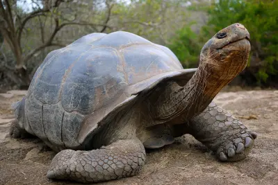 Turtle