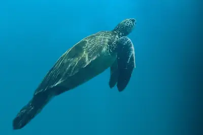 Turtle