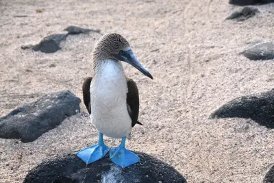 Seabird