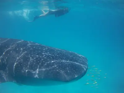 Snorkelling with a whale shark