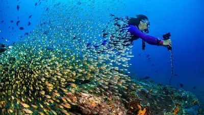 Diver framed by a bait ball