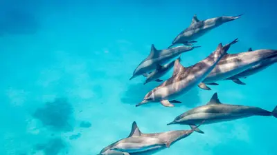 Spinner dolphins off the south coast