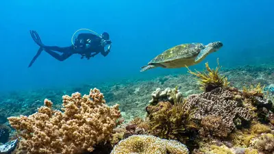 Diver and turtle on the reef