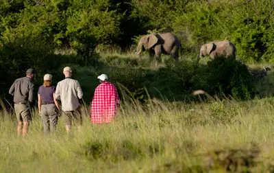 Guided walk near elephants
