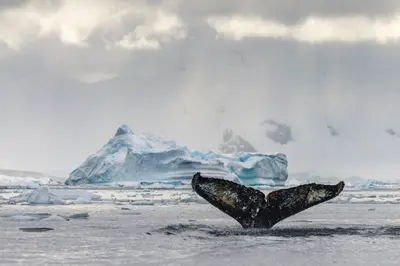 Humpback whale fluke