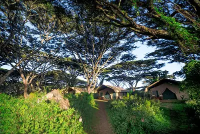 Path through the acacia forest to the tents